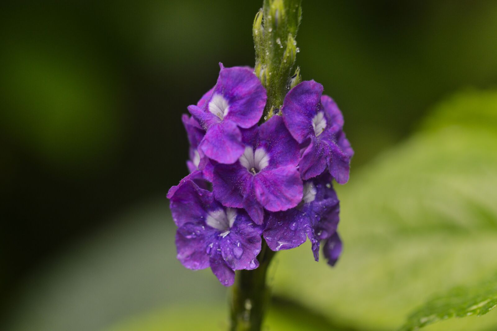 Nikon D3200 sample photo. Costa rica, plant, flower photography