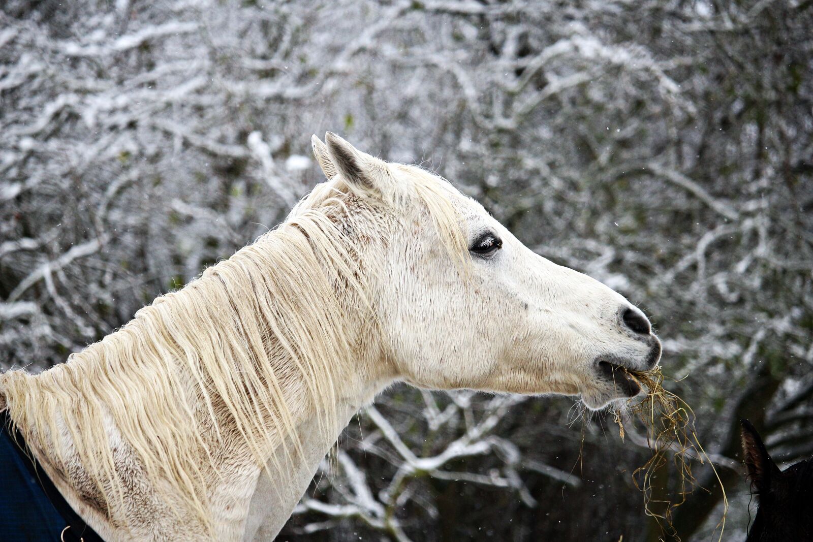 Canon EOS 100D (EOS Rebel SL1 / EOS Kiss X7) sample photo. Horse, winter, snow photography