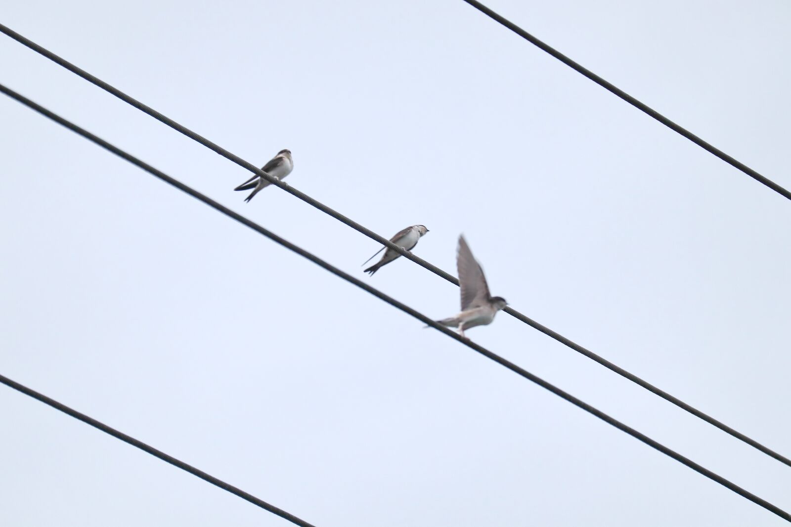 Canon EOS M50 (EOS Kiss M) sample photo. Swallows, swarm, power cable photography