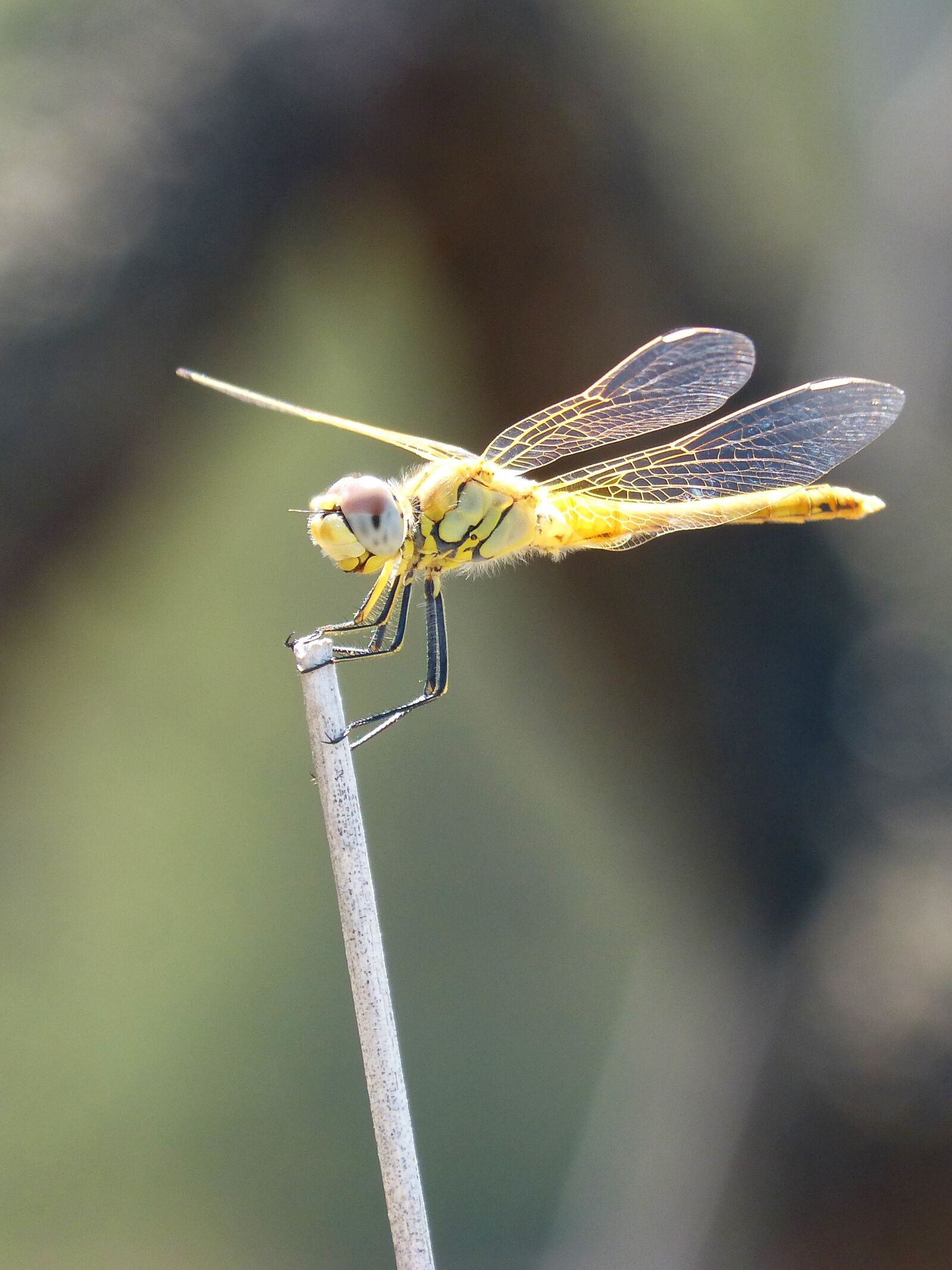 Panasonic DMC-FZ62 sample photo. Dragonfly, yellow dragonfly, cordulegaster photography
