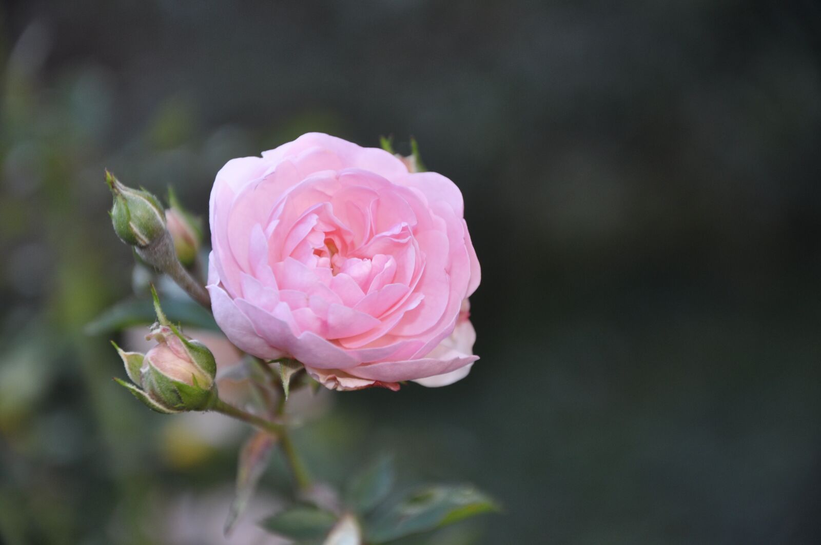 Nikon D5000 sample photo. Rose, flower, blossom photography