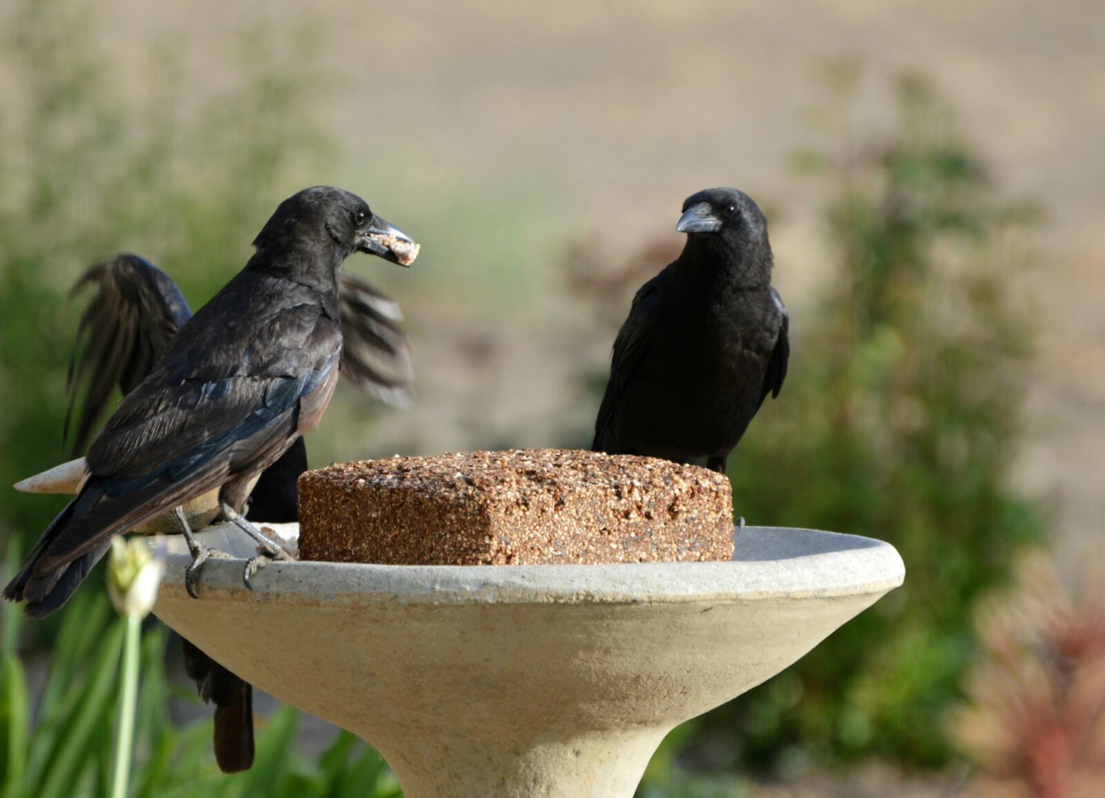 Nikon D3200 sample photo. Crows, birds, bird feeder photography