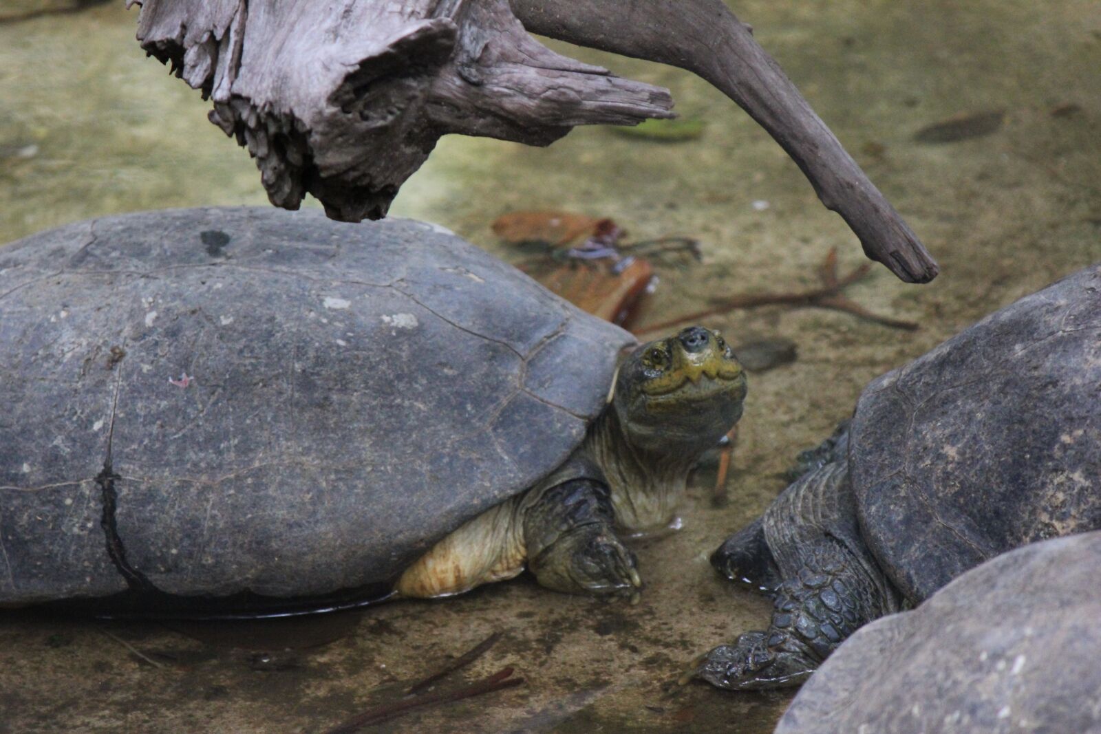 Canon EOS 550D (EOS Rebel T2i / EOS Kiss X4) sample photo. Funny turtle, turtle, funny photography
