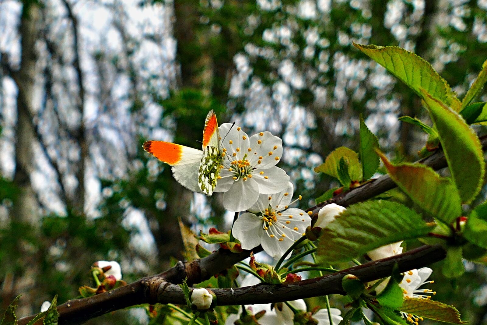 Panasonic Lumix DMC-FZ1000 sample photo. Butterfly, flower, blooming photography