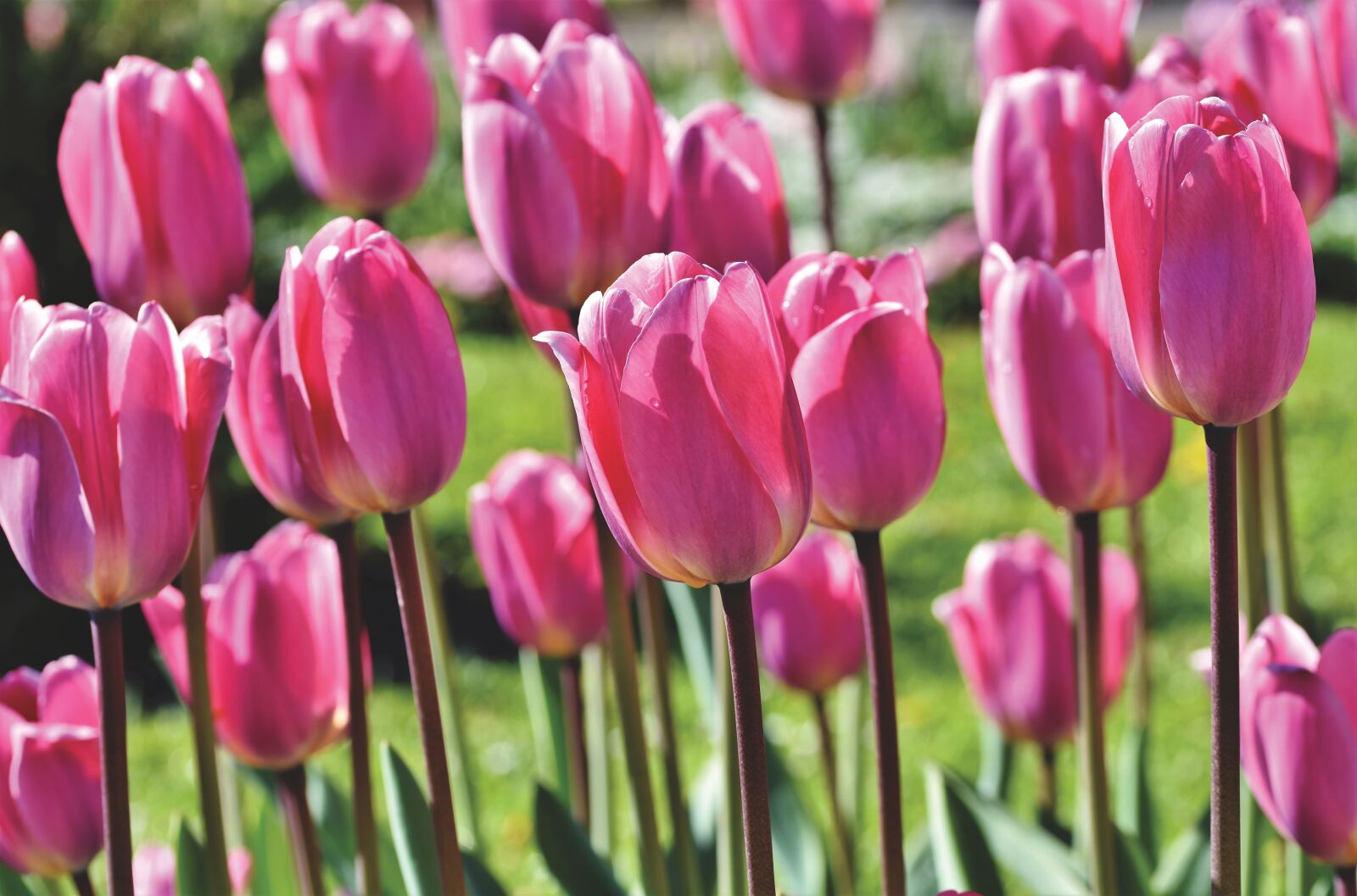 Nikon D7200 sample photo. Tulip, tulip field, blossom photography