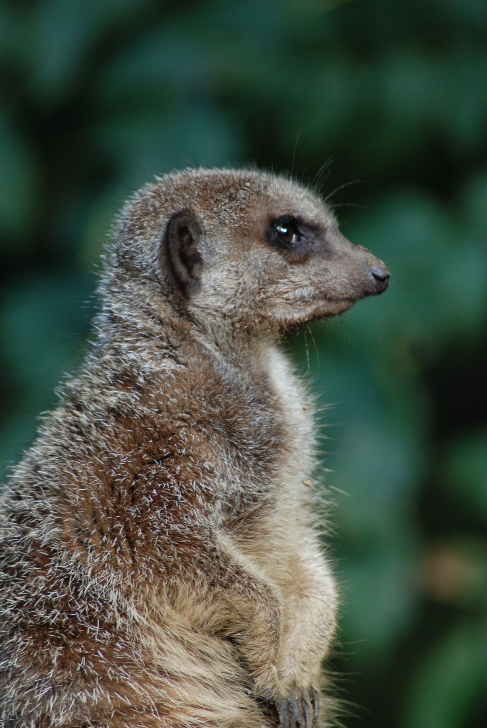 Nikon D80 sample photo. Zoo, nature, mammal photography