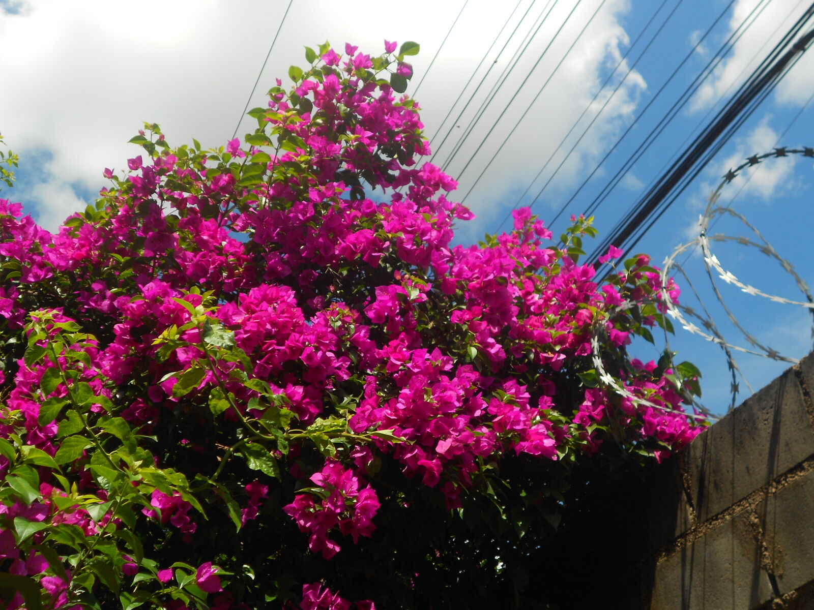 Nikon COOLPIX S2600 sample photo