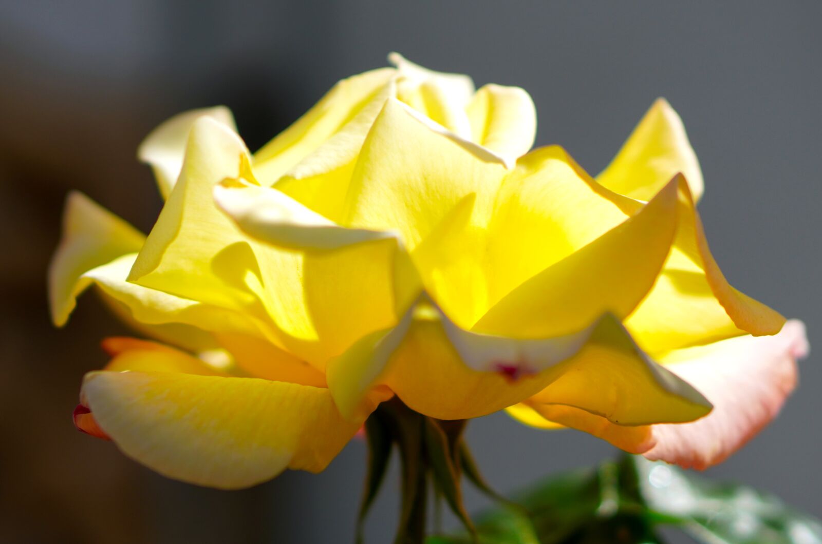 Sony a6400 sample photo. Rose, yellow, flower photography