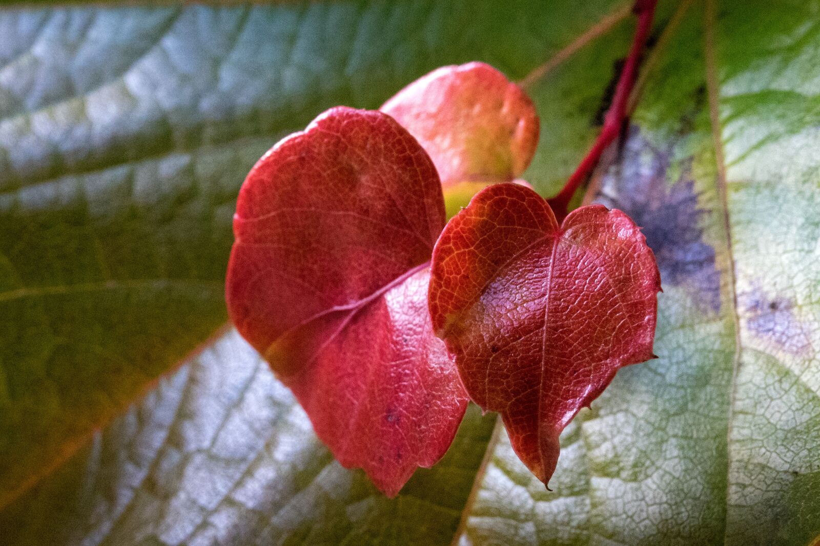 Sony Cyber-shot DSC-RX10 III sample photo. Ivy, autumn, red photography