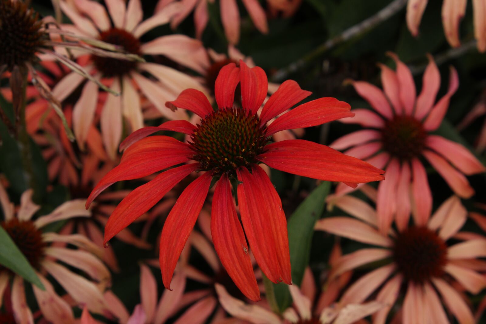 Canon EOS 600D (Rebel EOS T3i / EOS Kiss X5) sample photo. Flowers, red, flower photography