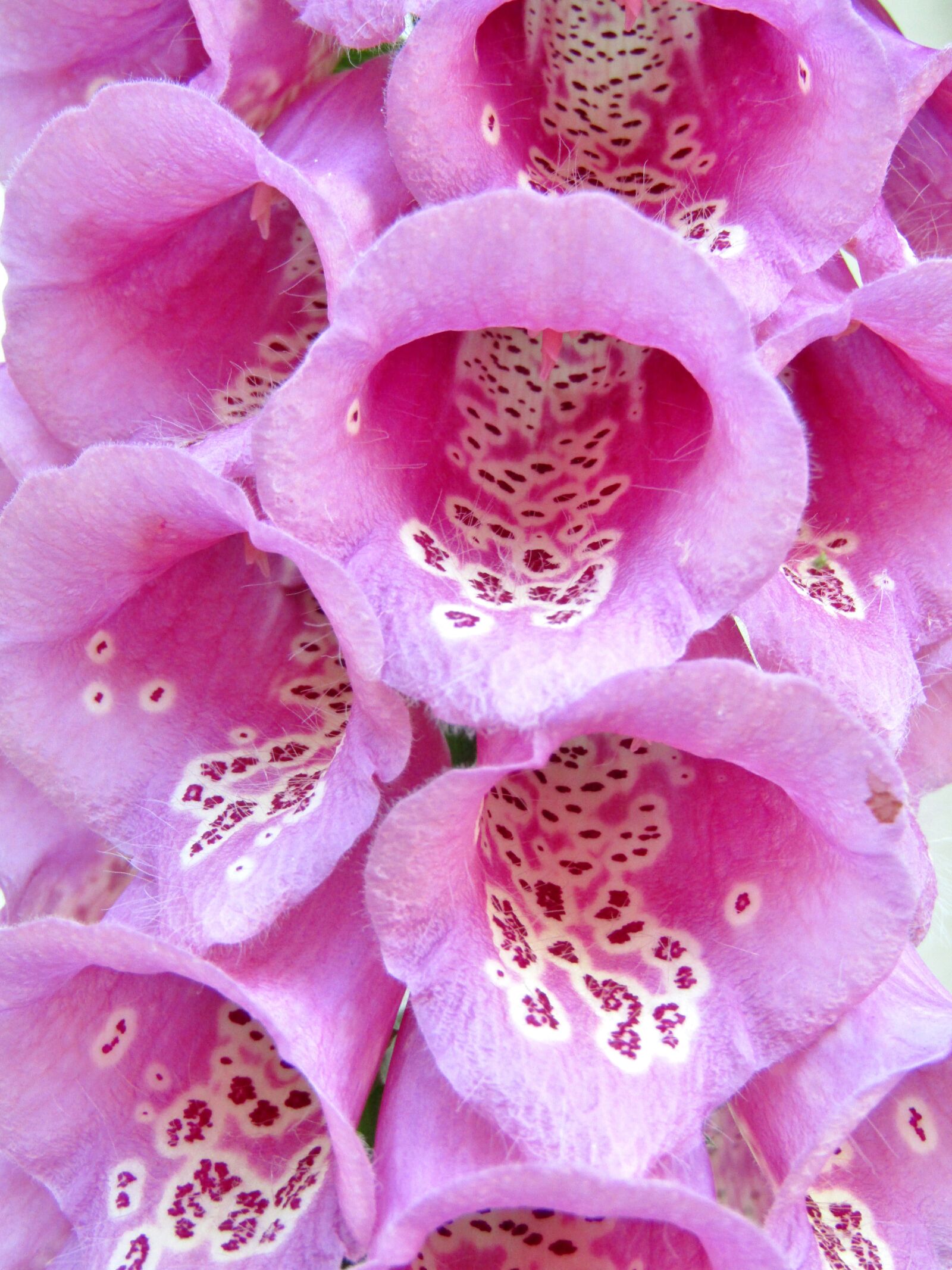 Canon POWERSHOT SX432 IS sample photo. Common foxglove, pink, flowers photography