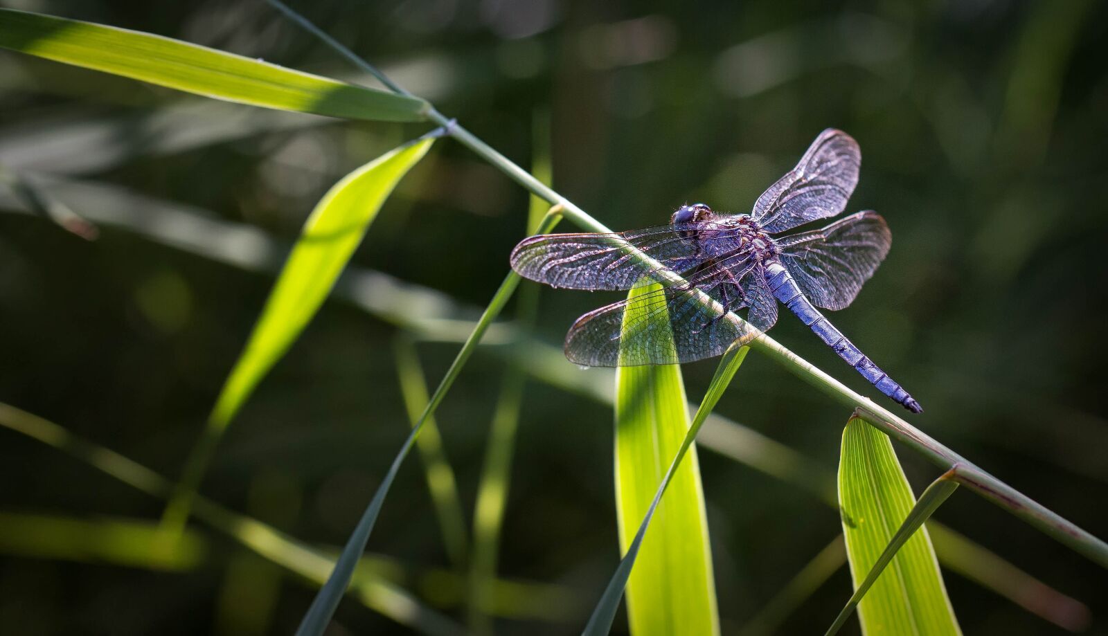 Canon EOS 60D sample photo. Dragonfly, macro, nature photography