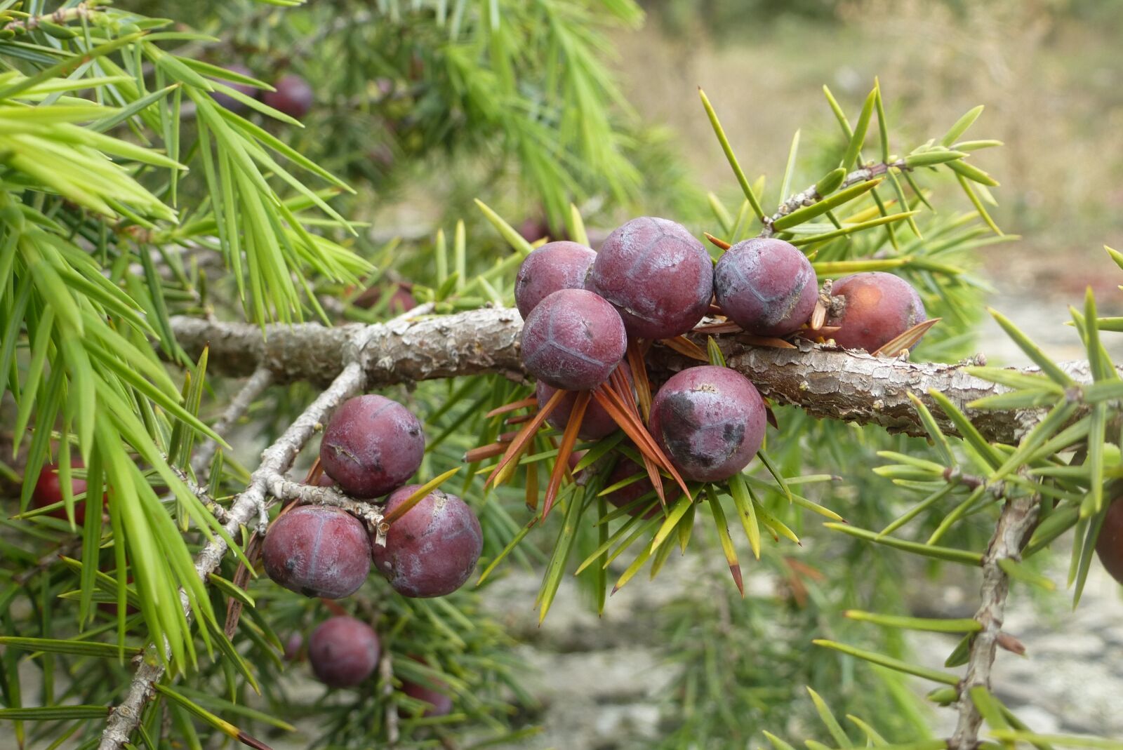 Panasonic Lumix DMC-ZS15 (Lumix DMC-TZ25) sample photo. Juniper, berry, bush photography