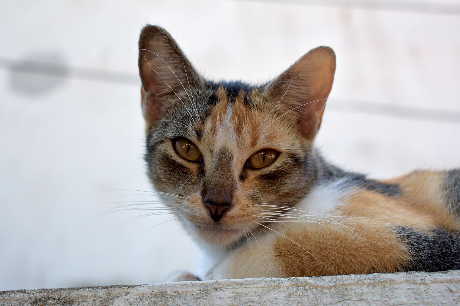 Nikon D3400 sample photo. Cat, fauna, animals photography