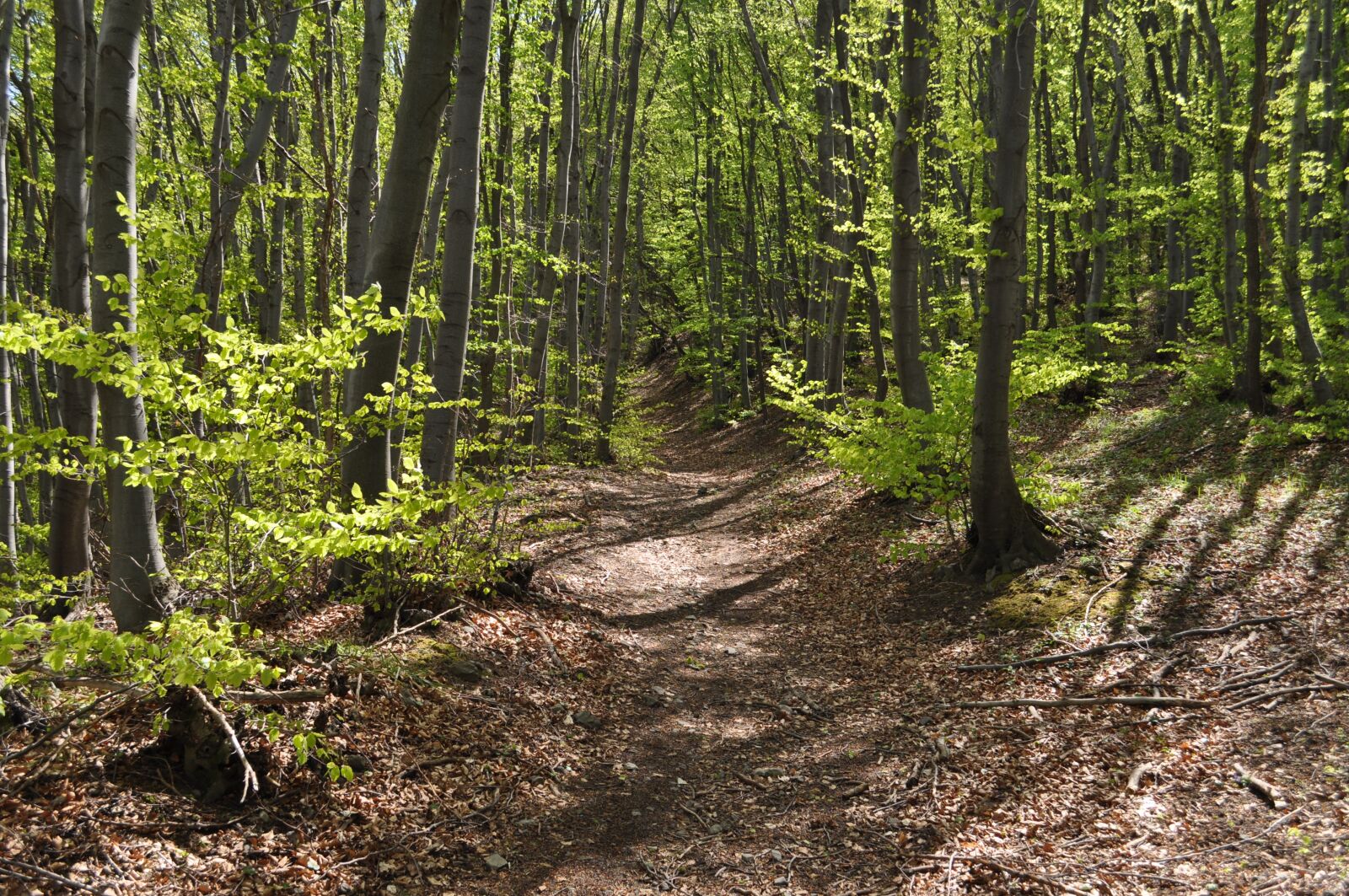 Nikon D5000 sample photo. Mountain, trail, hiking photography