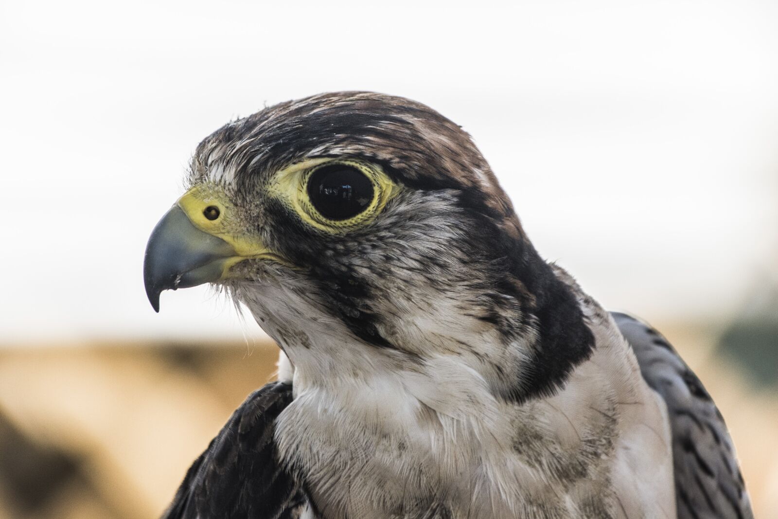 Nikon D7100 sample photo. Falcon, bird of prey photography