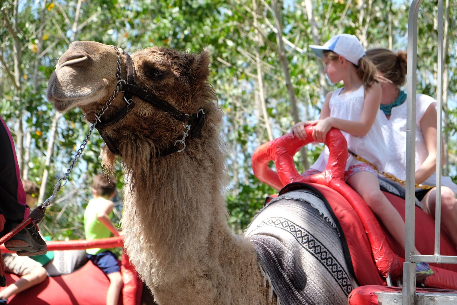 Fujifilm X-T1 sample photo. Camel, zoo, animal photography