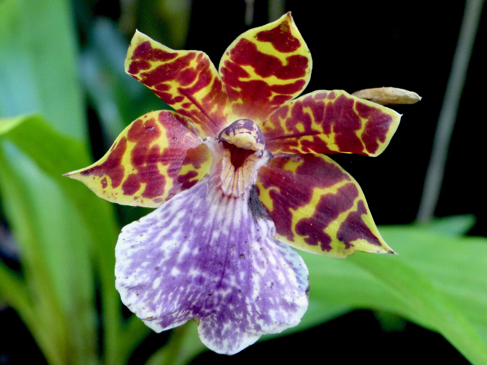 Panasonic Lumix DMC-FZ150 sample photo. Orchid, flower, reunion island photography