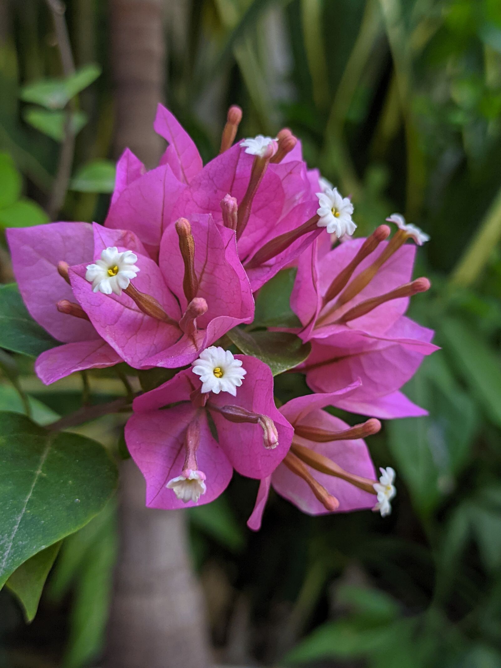 Xiaomi Redmi Note 7 sample photo. Plantas, flores, vida photography