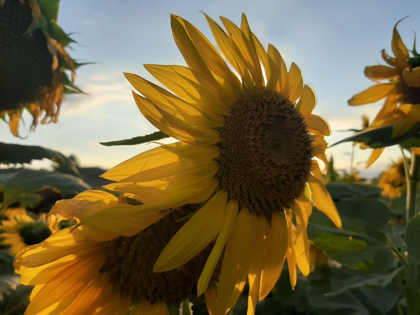 Samsung Galaxy A50 sample photo. Sunflower, girasole, sky photography