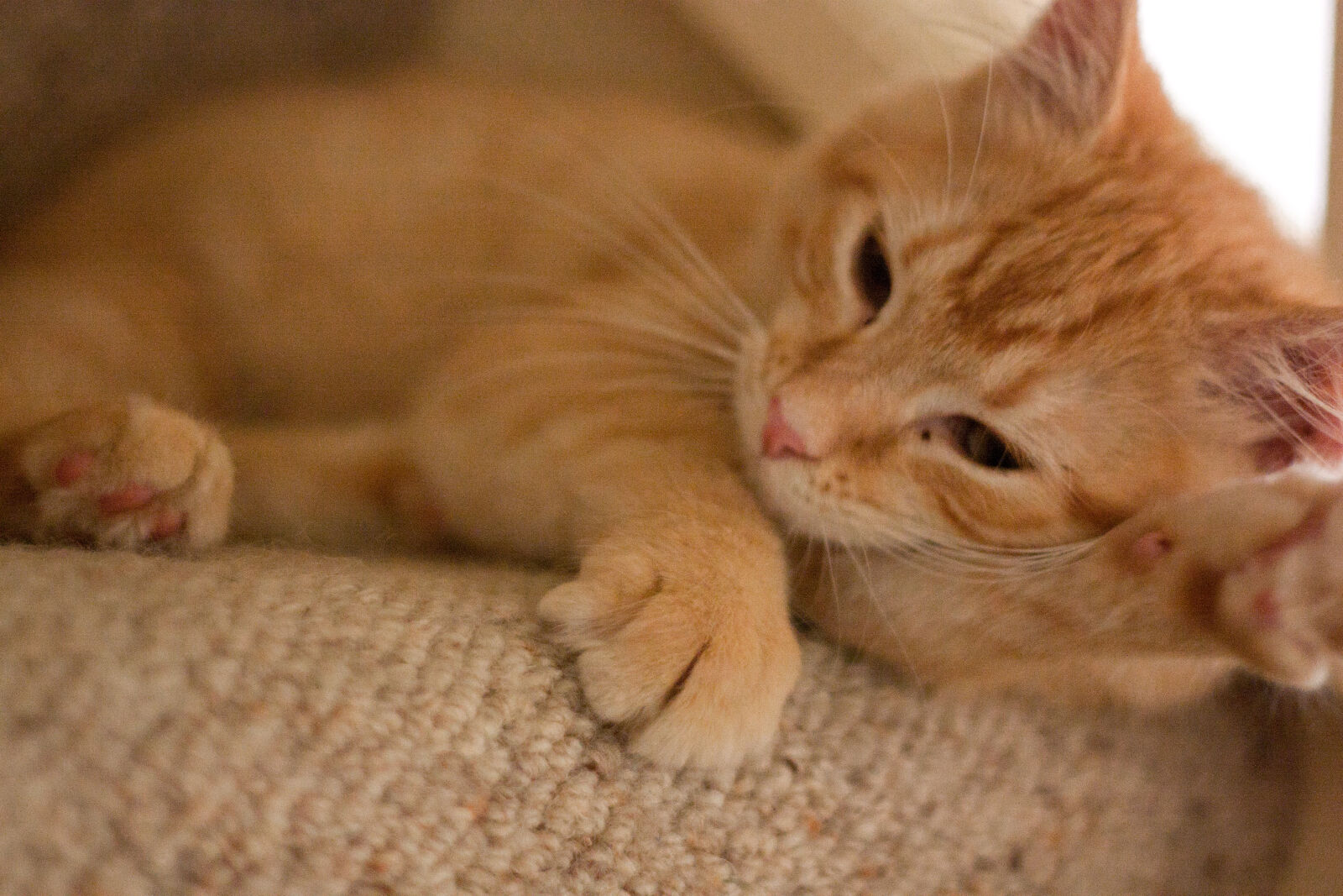 Canon EOS 450D (EOS Rebel XSi / EOS Kiss X2) + Canon EF 50mm F1.8 II sample photo. Orange, tabby, cat photography