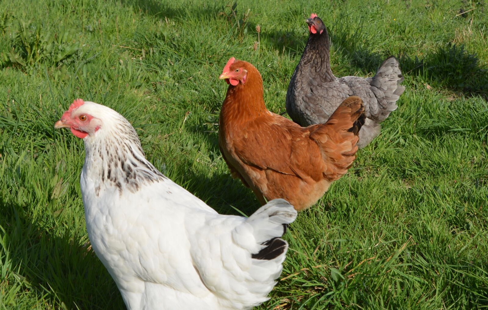 Nikon D5200 sample photo. Laying hens, white hen photography