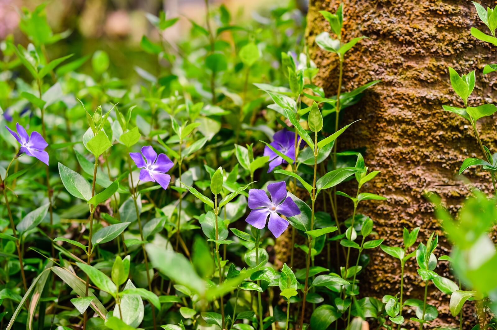 Nikon Df sample photo. Plant, flowers, green photography