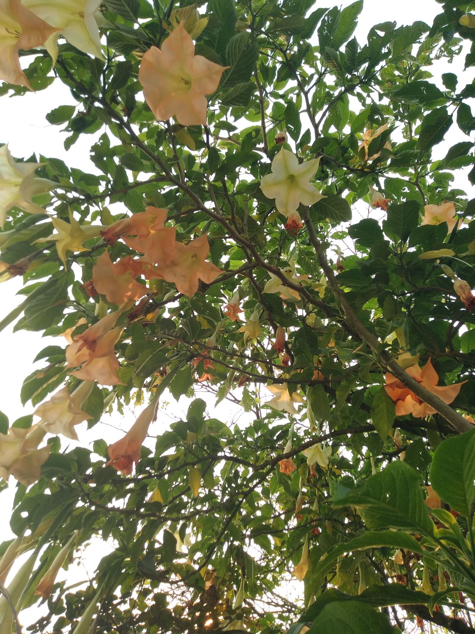 OPPO Realme C1 sample photo. Flower, sunny, pm photography