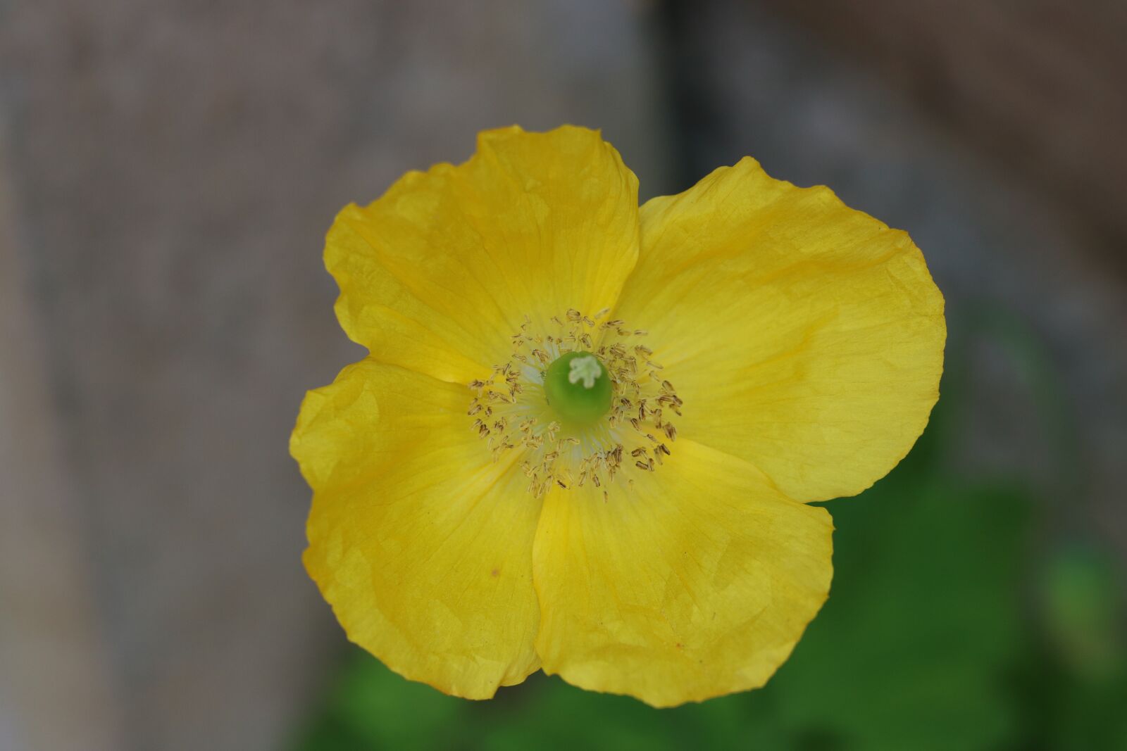 Canon EOS 750D (EOS Rebel T6i / EOS Kiss X8i) sample photo. Flower, poppy, yellow photography
