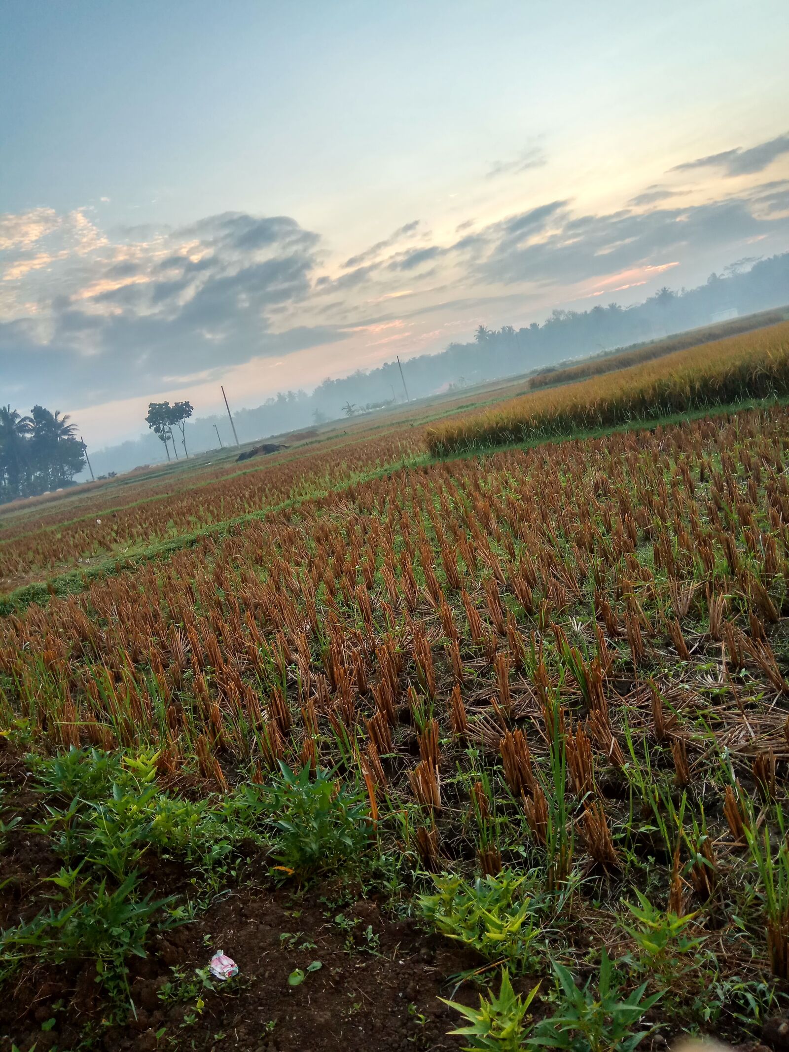 Xiaomi Redmi Note 4X sample photo. Agriculture, rice, countryside photography