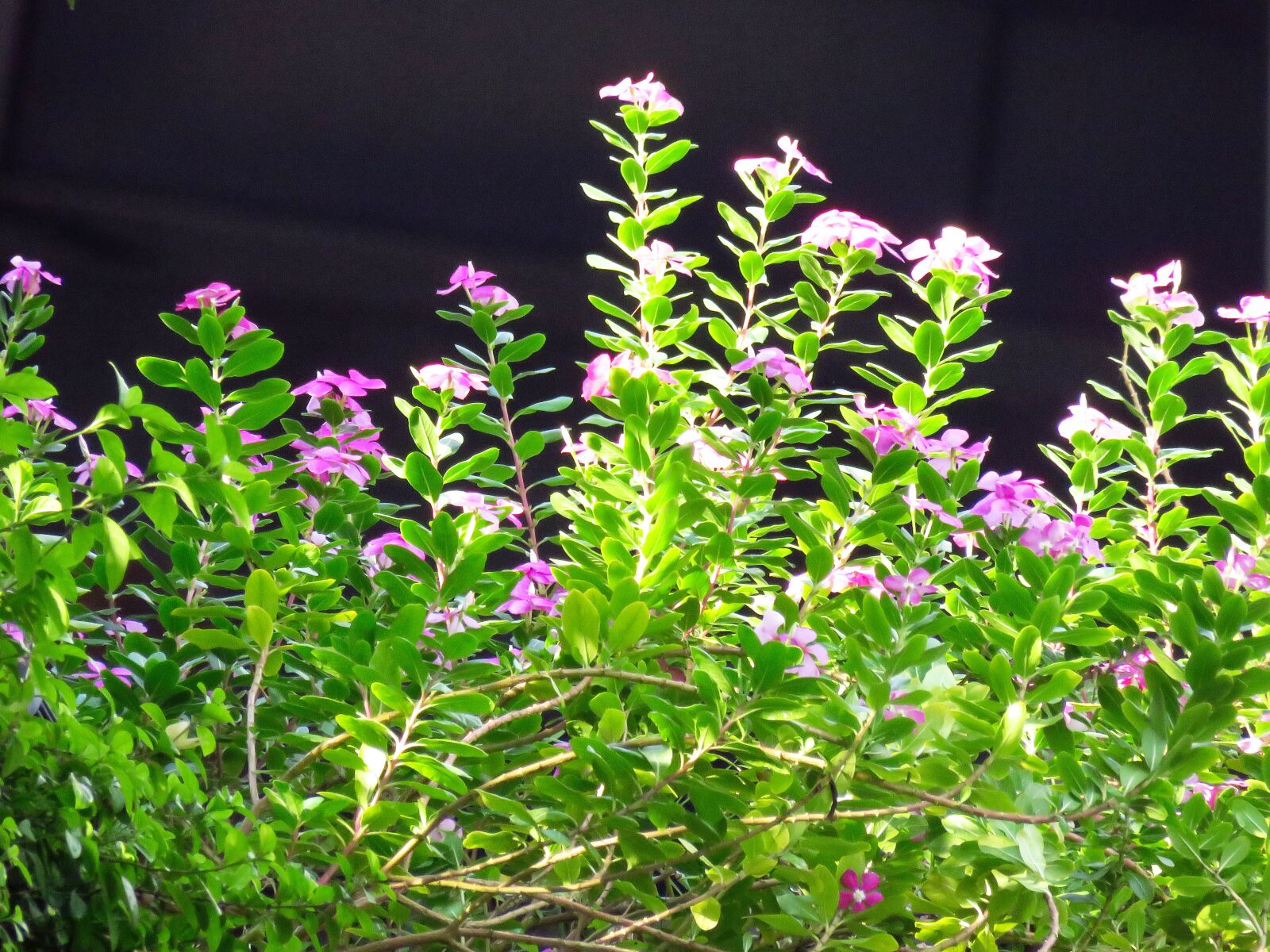 Canon PowerShot SX60 HS sample photo