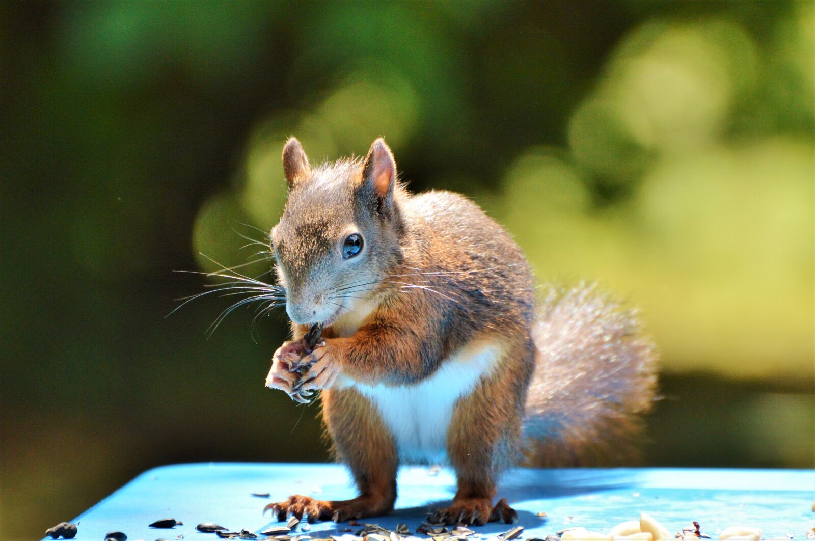 Nikon D3200 sample photo. Squirrel, nager, rodent photography