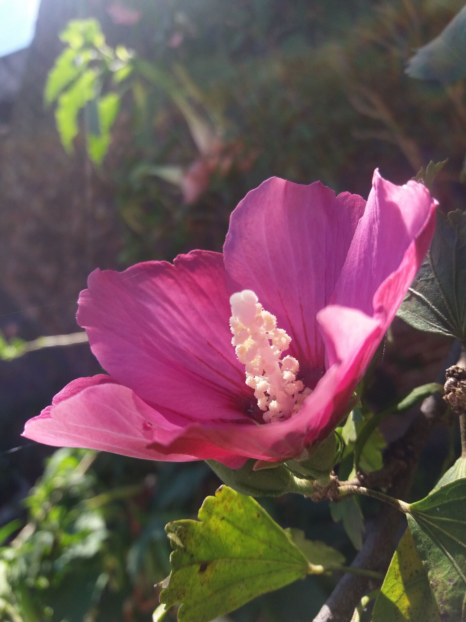 Samsung Galaxy J5 sample photo. Flower, violet, spring photography