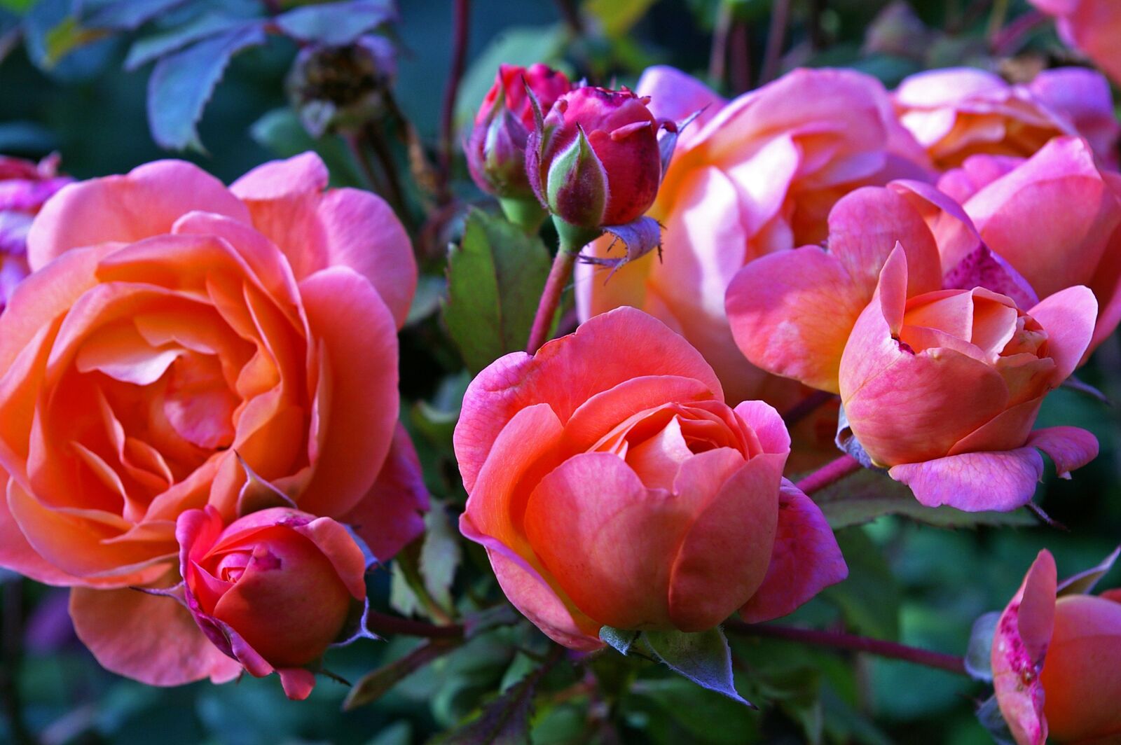 Pentax *ist DL2 sample photo. Roses, garden rose, westerland photography