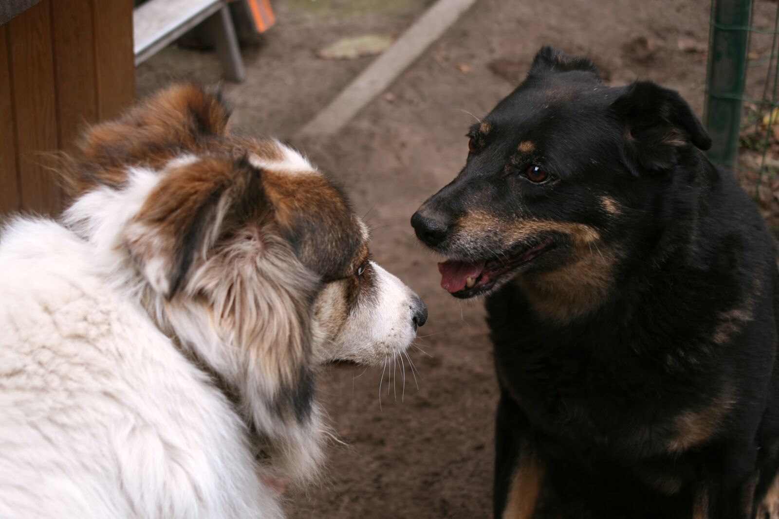 Canon EOS 30D sample photo. Conversation, dogs, friendship photography