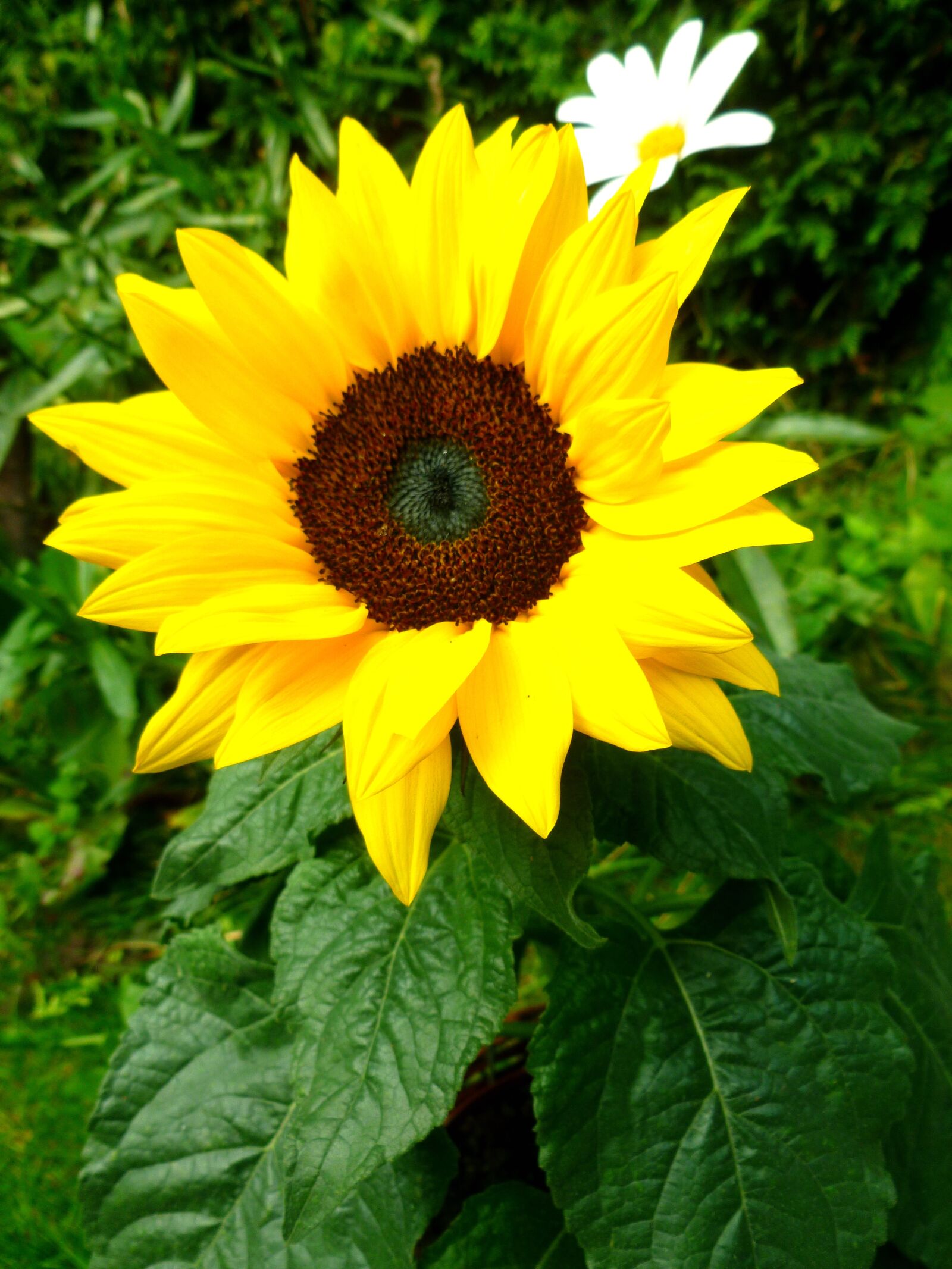 Panasonic DMC-FS37 sample photo. Sunflower, marguerite, flowers photography