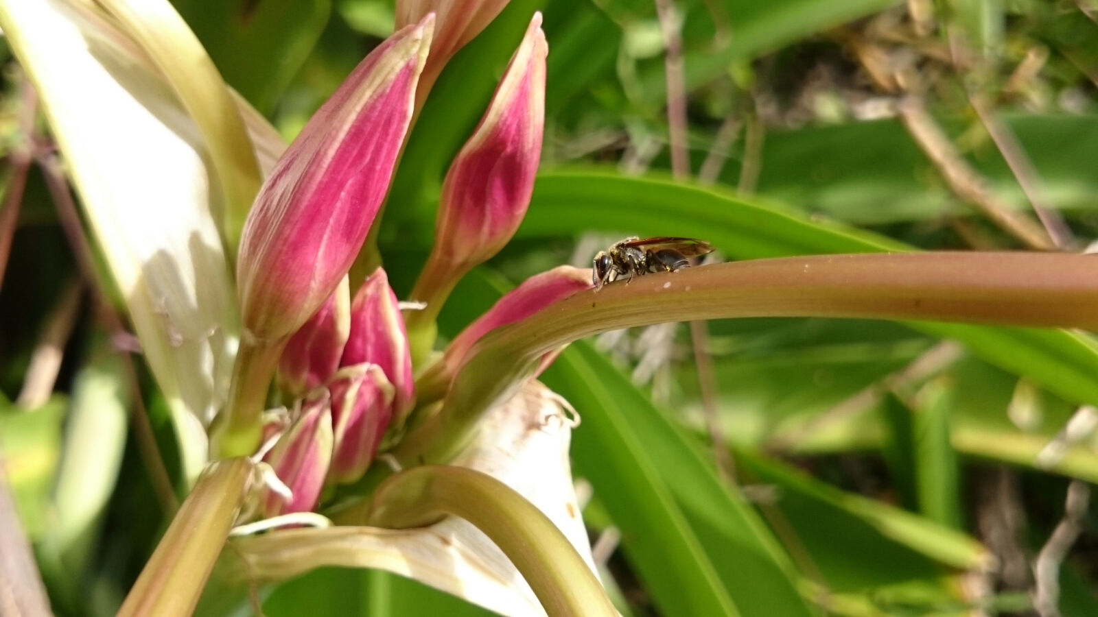 Sony Xperia Z2 sample photo. Beautiful, flowers, bee, pink photography