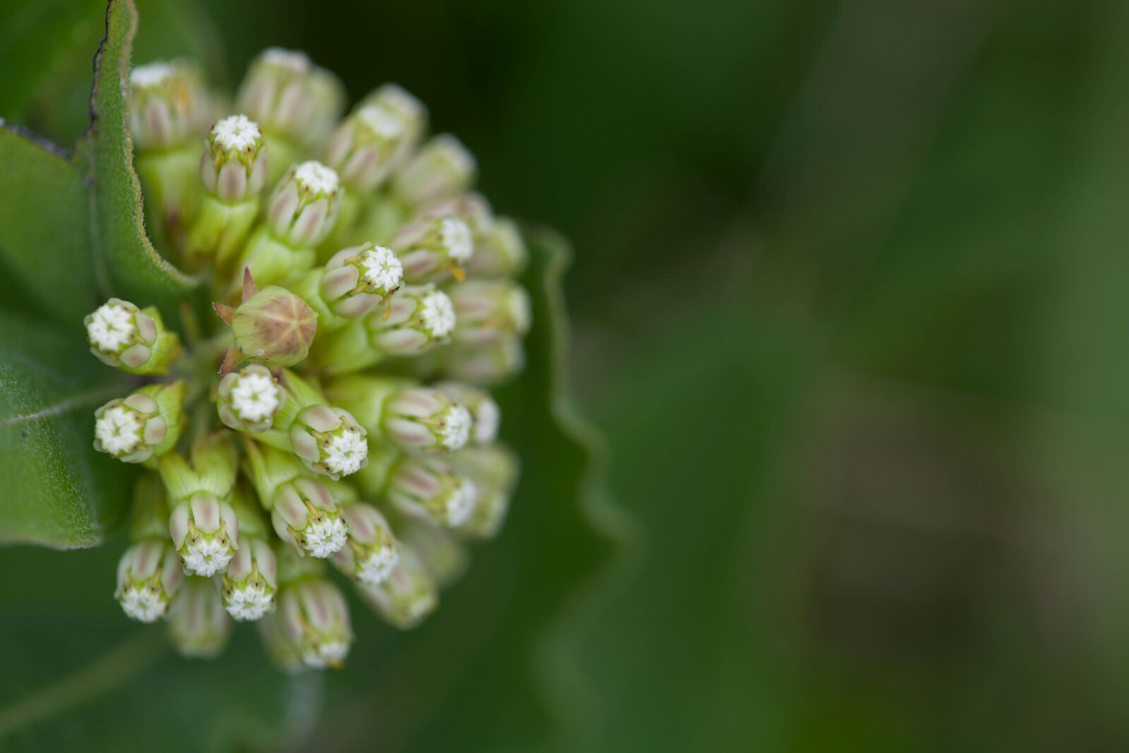 Canon EOS 5D Mark II sample photo. Bloom, plant, flora, green photography