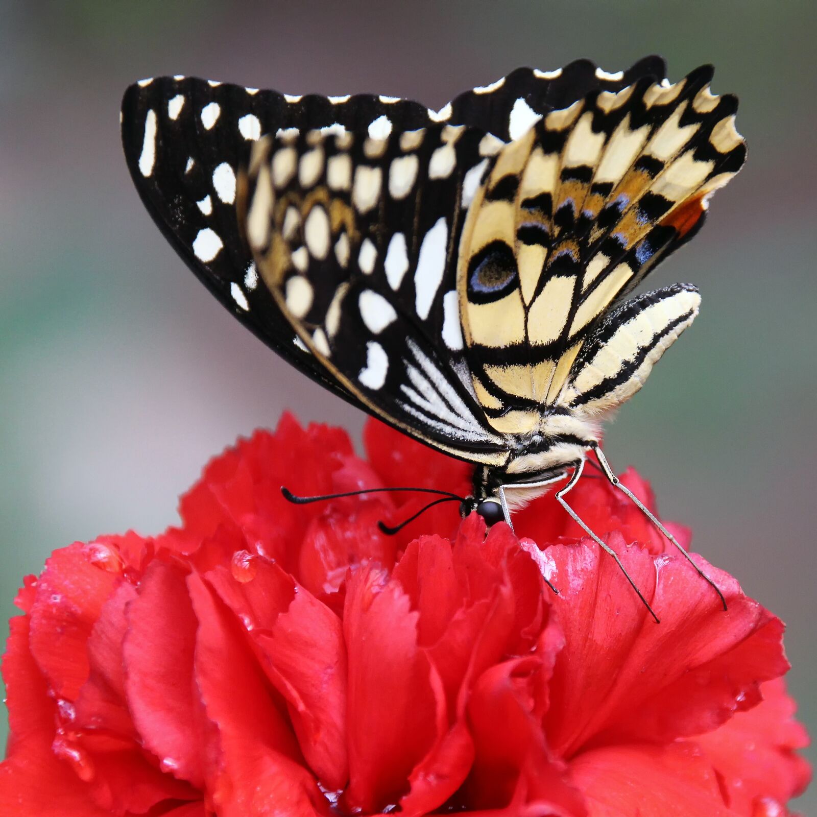 Canon EOS 700D (EOS Rebel T5i / EOS Kiss X7i) sample photo. Butterfly, carnation, wing photography