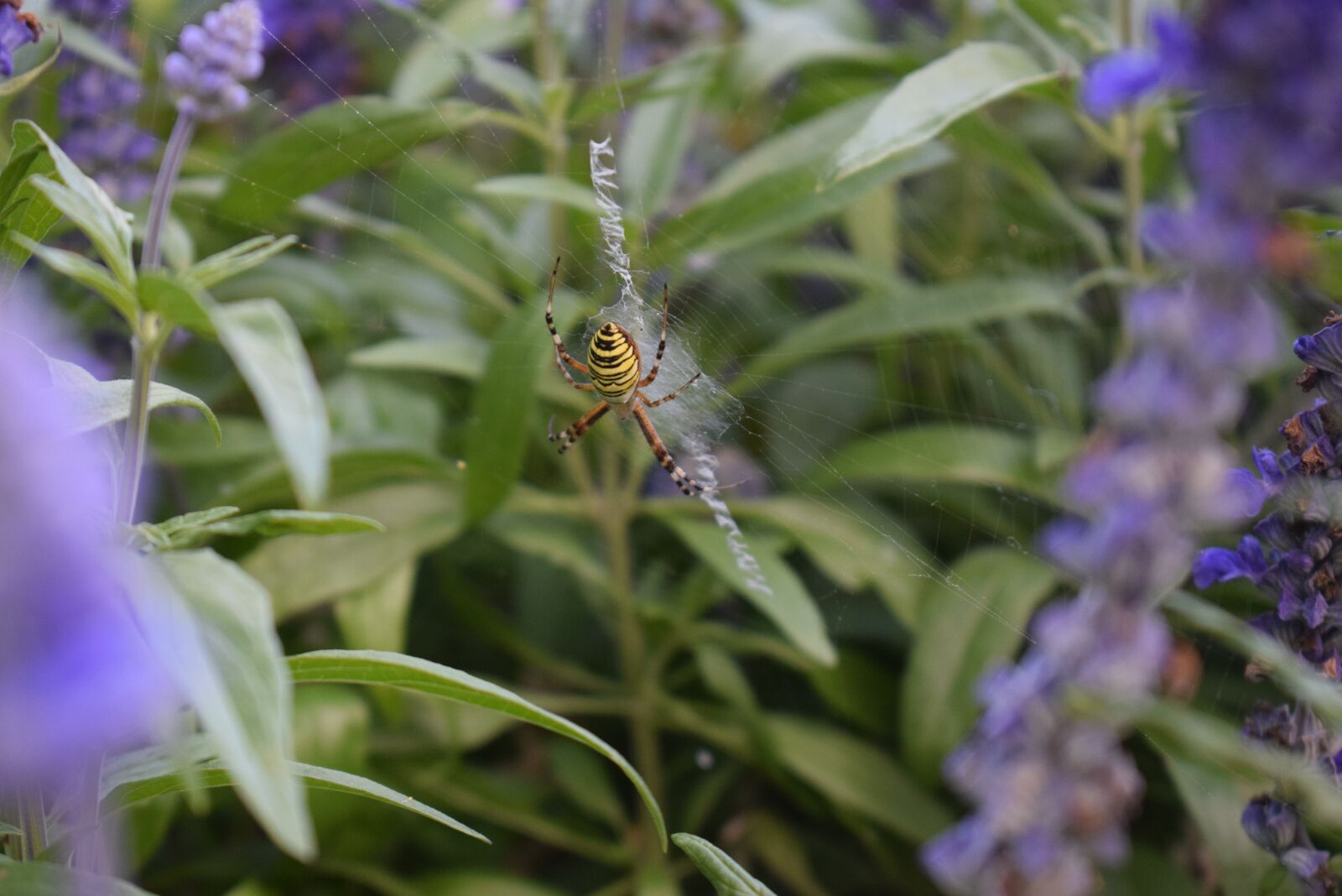 Nikon D3300 sample photo. Wasp spider, plant, green photography