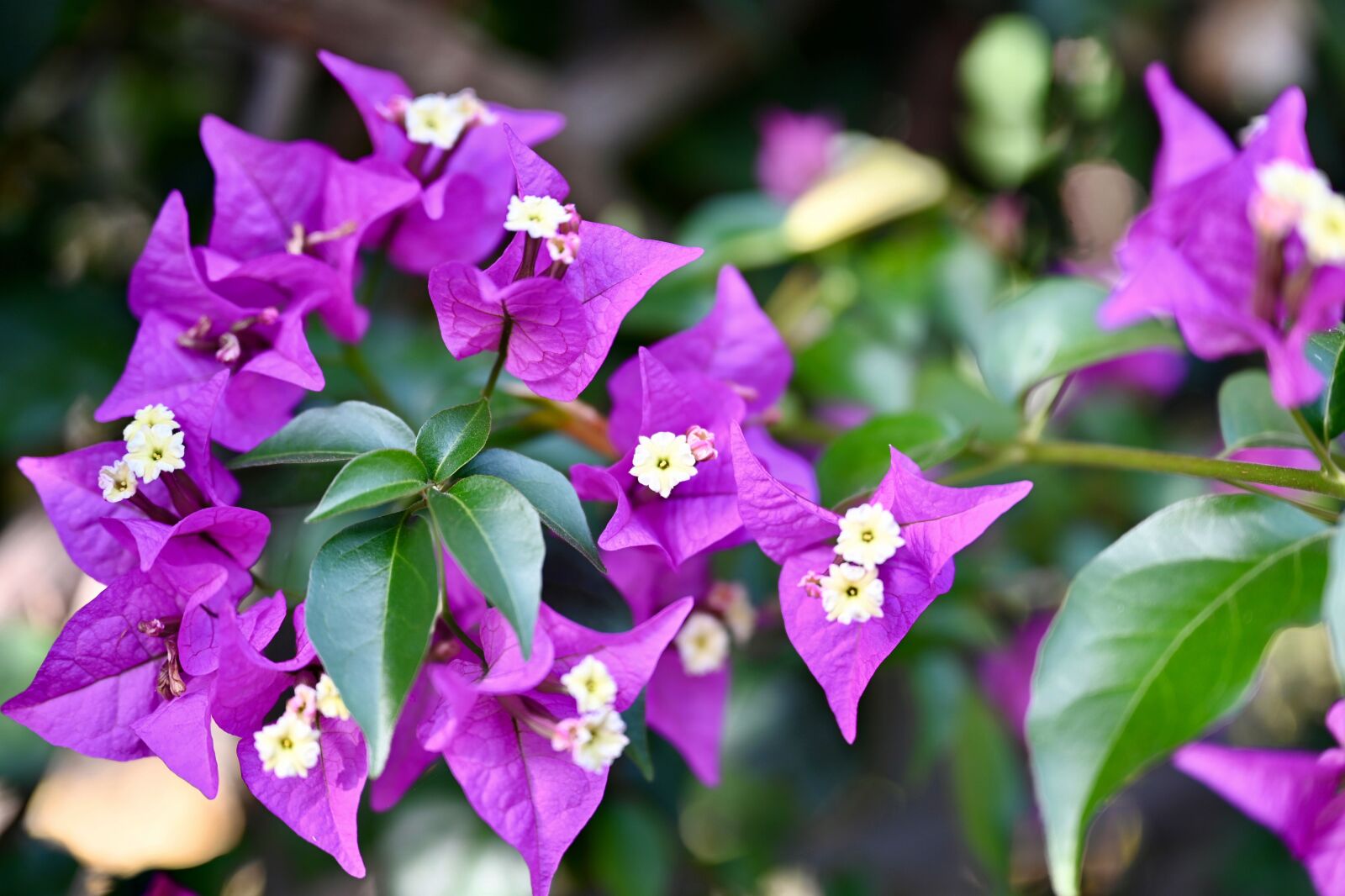 Nikon Nikkor Z 24-70mm F2.8 S sample photo. Flower, bush, garden photography