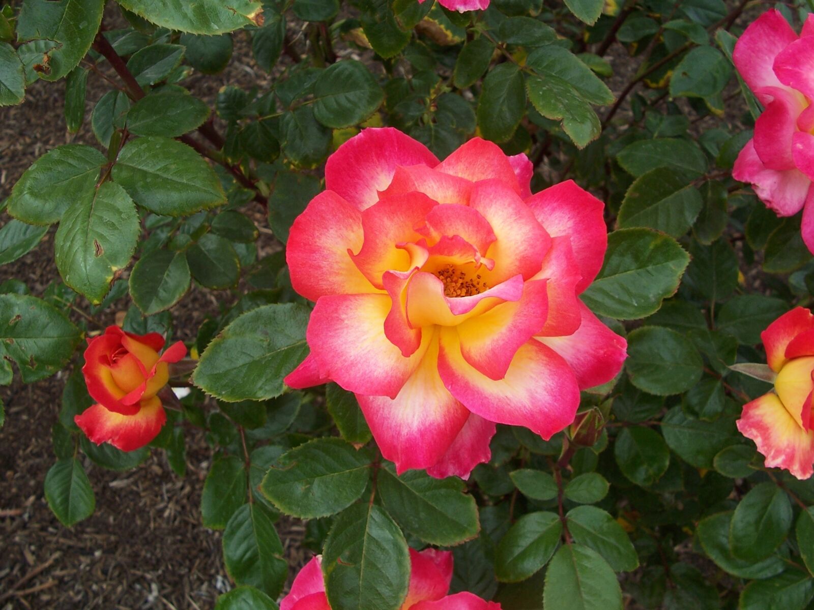 Kodak Z700 ZOOM DIGITAL CAMERA sample photo. Fire, rose, garden photography
