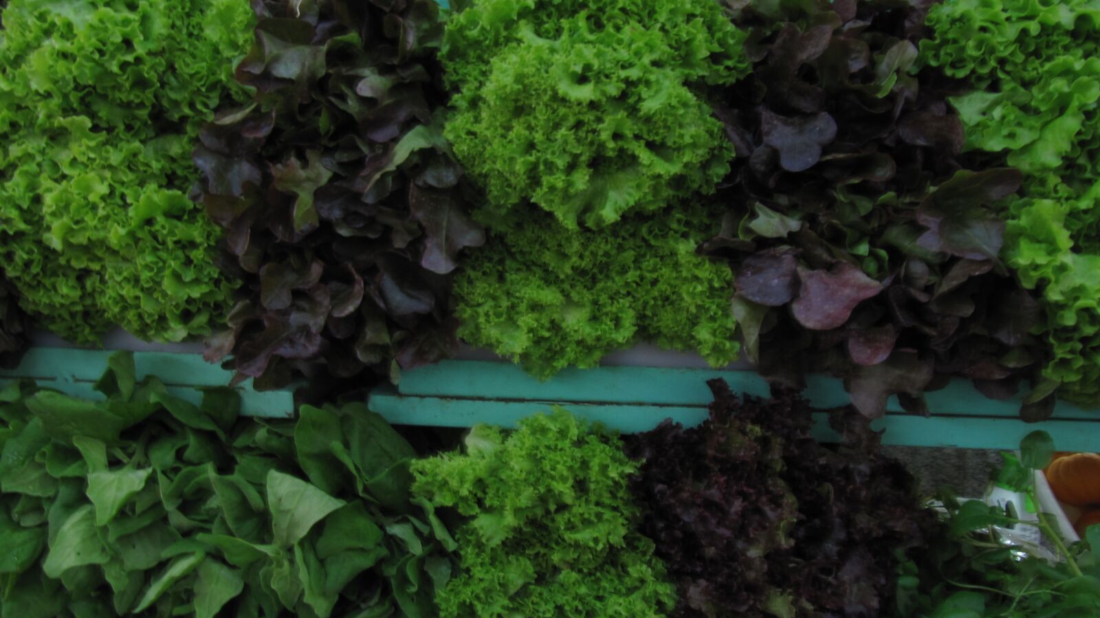 Canon PowerShot SX200 IS sample photo. Lettuce, verdura, food photography