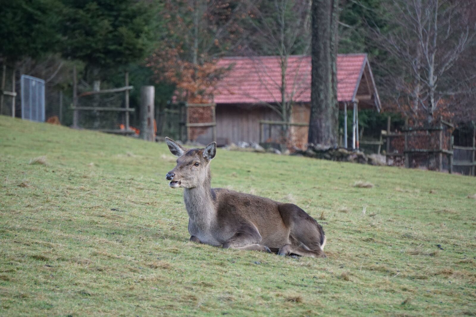 Sony E 55-210mm F4.5-6.3 OSS sample photo. Grass, animal, nature photography