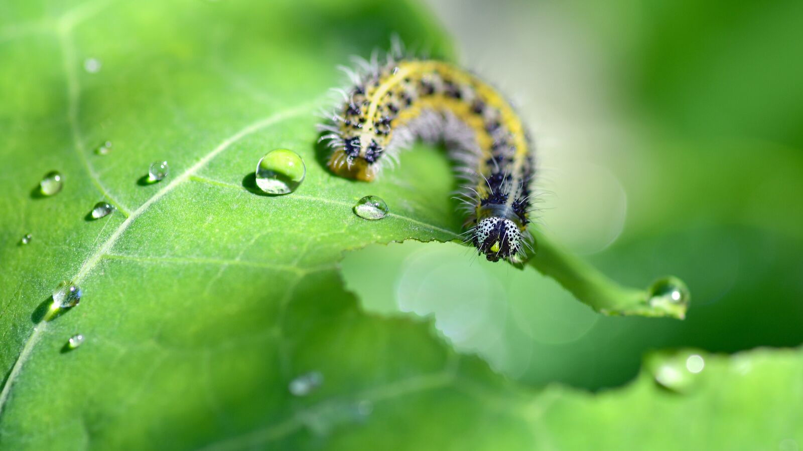 Nikon D500 sample photo. Caterpillar, leaf, water droplets photography