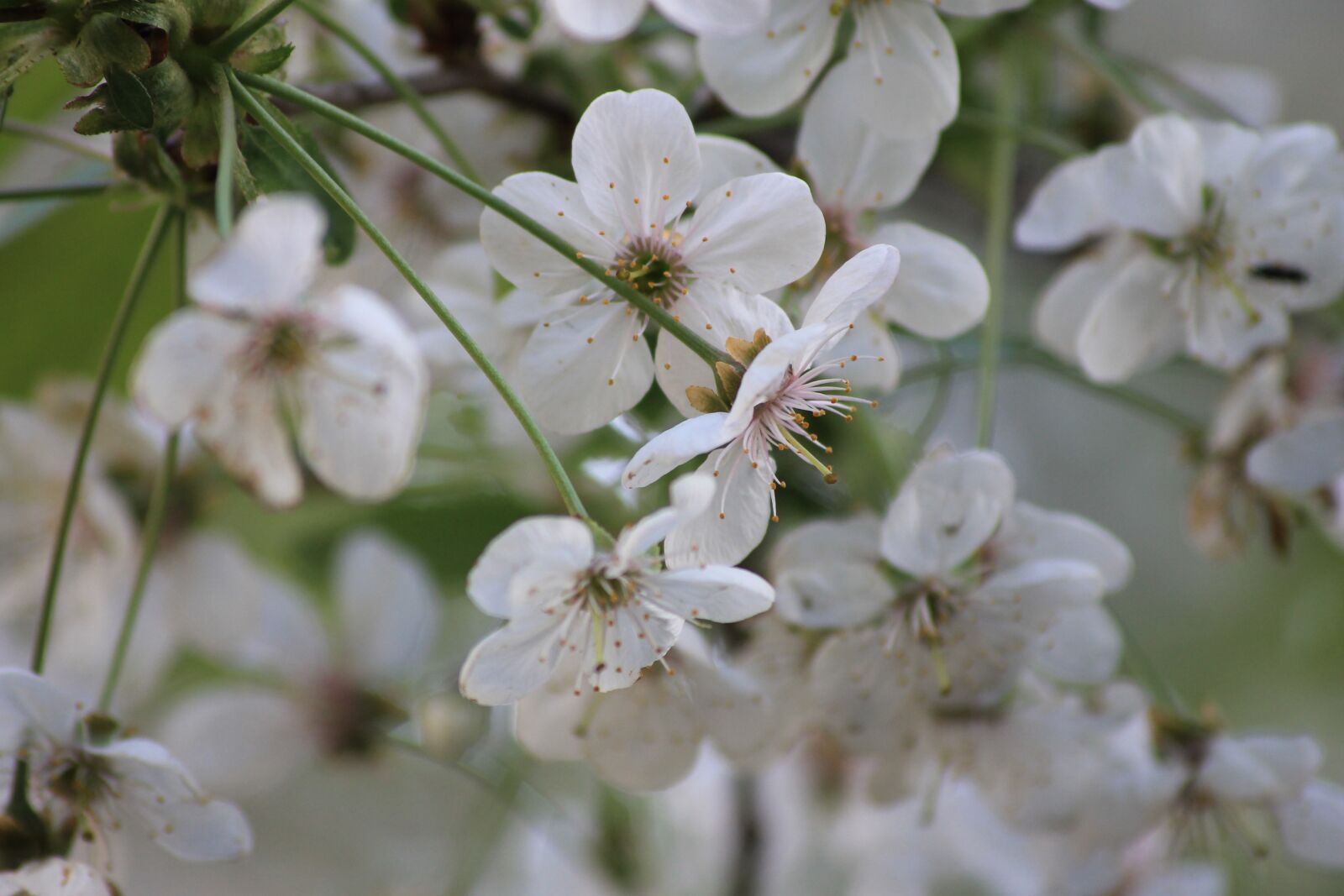 Canon EOS 1100D (EOS Rebel T3 / EOS Kiss X50) sample photo. Bloom, spring, tree photography