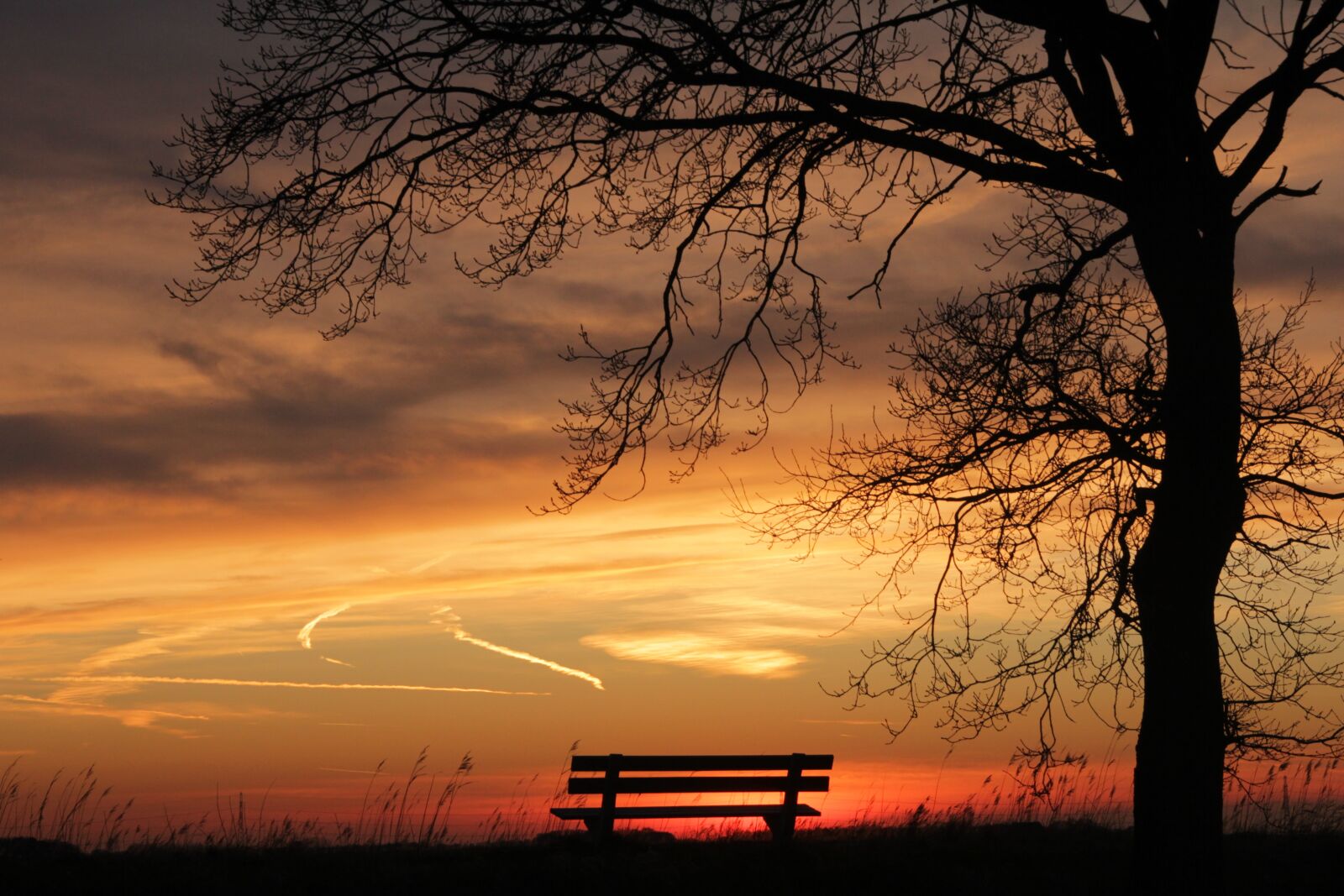 Canon EOS 550D (EOS Rebel T2i / EOS Kiss X4) sample photo. Tree, sunset, bench photography