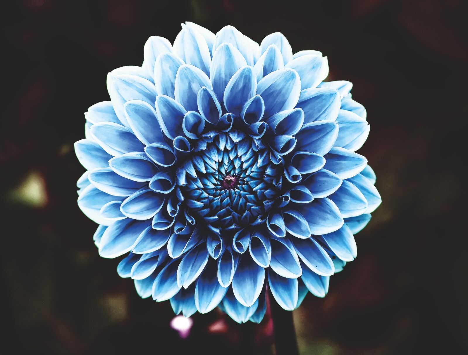 Nikon D7200 sample photo. Dahlia, dahlias, asteraceae photography