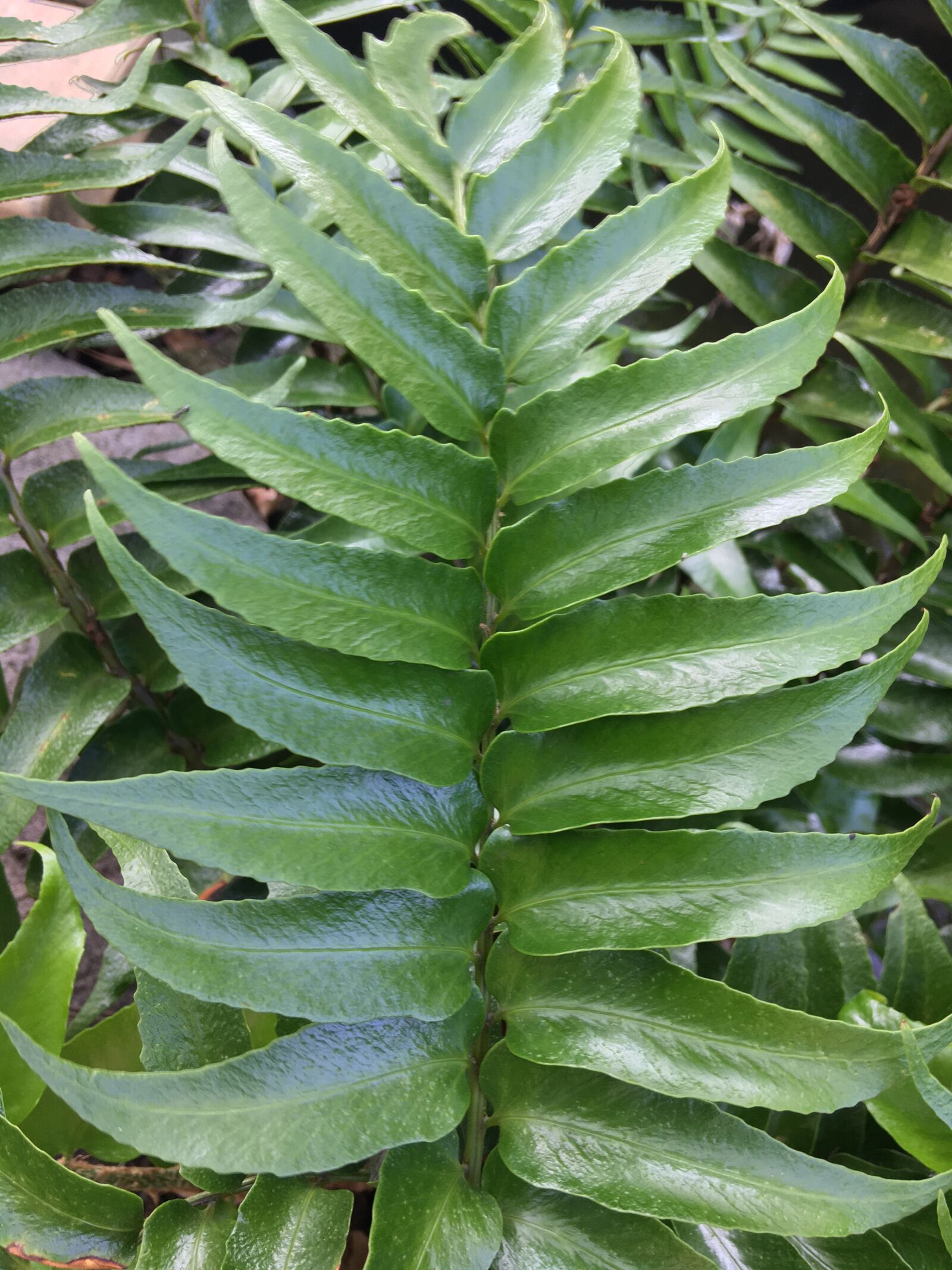 iPhone 6s Plus back camera 4.15mm f/2.2 sample photo. Plants, leaves, close-up photography