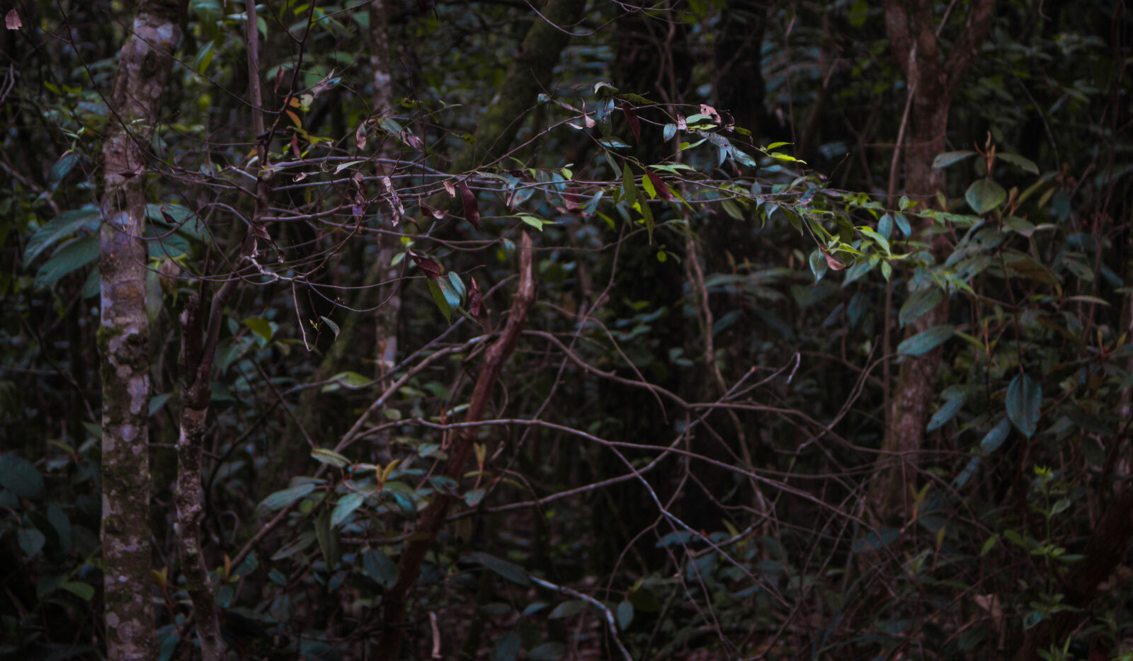 Canon EOS 700D (EOS Rebel T5i / EOS Kiss X7i) sample photo. Dark, green, nature photography
